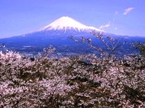 市有林明星山からの富士山
