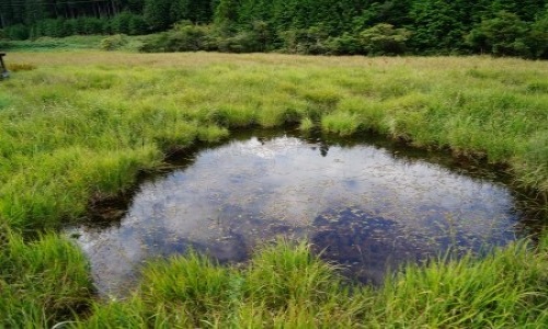小田貫湿原内池