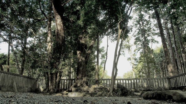 R{Ԑ_Зyq(Photo by Masaki Kiuchi.)