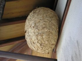キイロスズメバチの巣