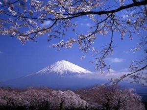 大石寺境内のシダレザクラ