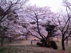 天母山公園の桜の木