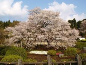 狩宿の下馬ザクラ