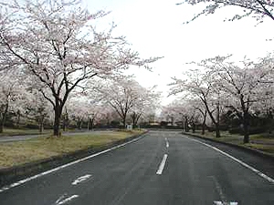 富士桜自然墓地公園の桜並木