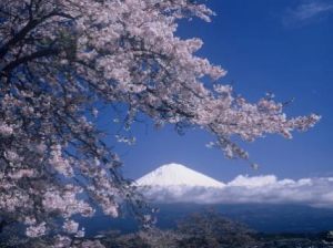 興徳寺のシダレザクラ