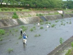 潤井川清掃