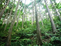 木格子明星山主伐