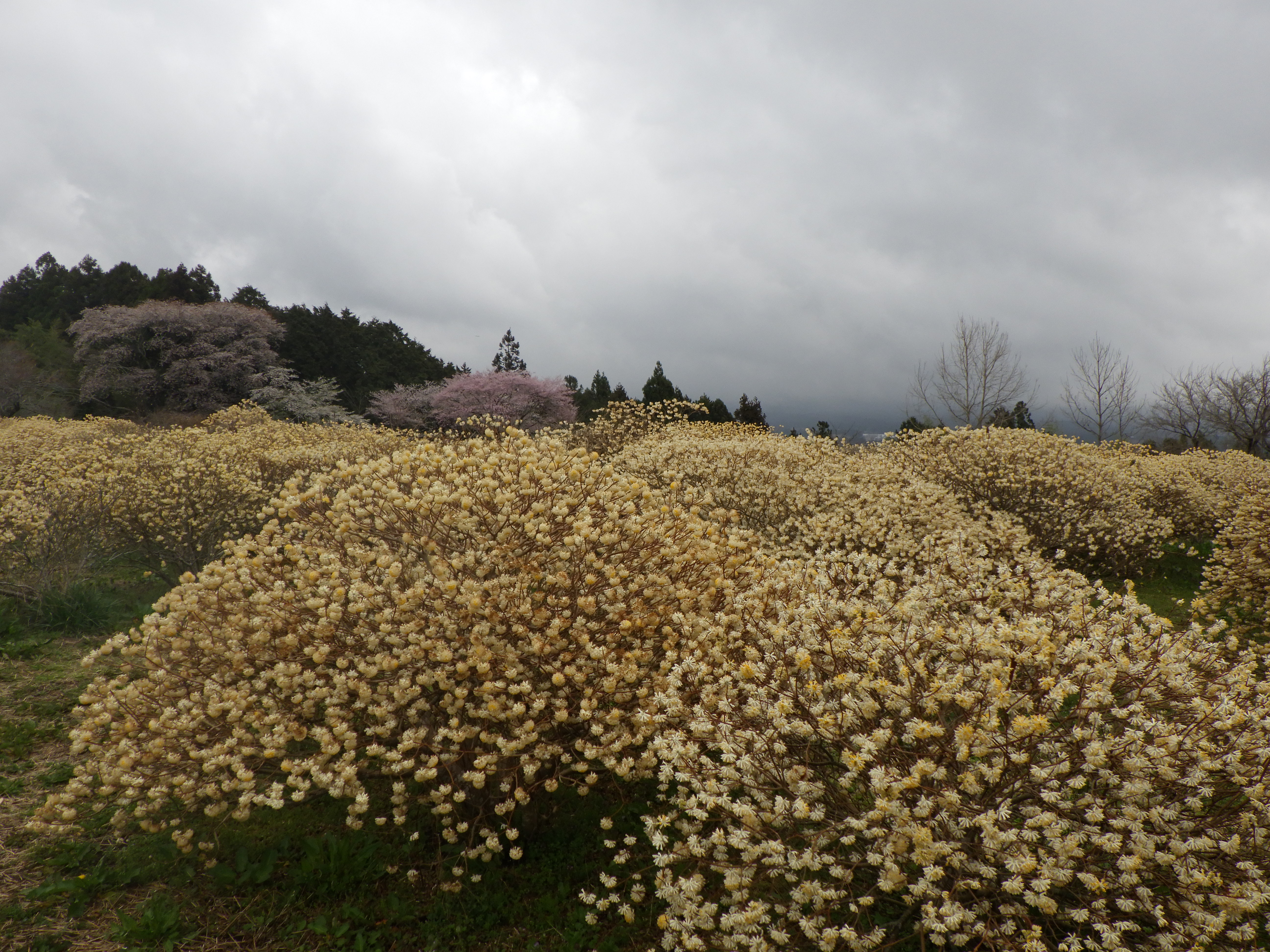 ミツマタ20260401