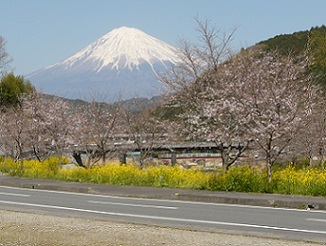 桜と菜の花が彩る稲瀬川