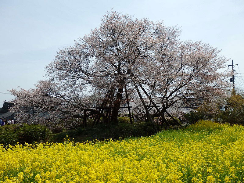 狩宿の下馬ザクラ