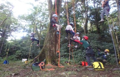 treeing