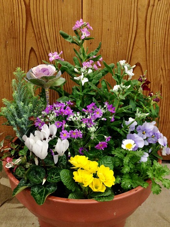 クリスマス&正月寄せ植え教室(写真)