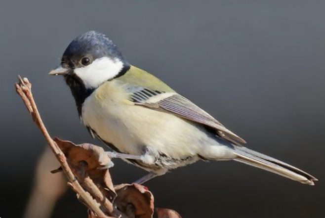 バードウォッチング