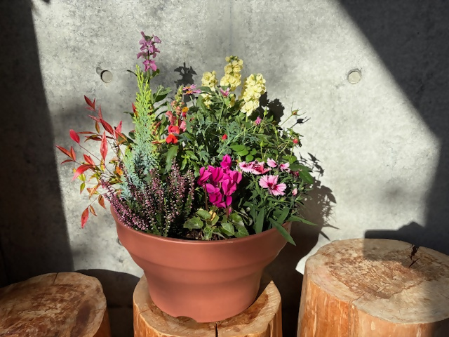 秋の彩寄せ植え教室④