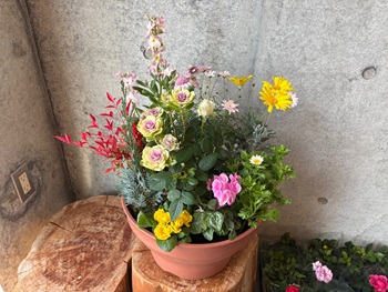 クリスマス&正月寄せ植え教室_4