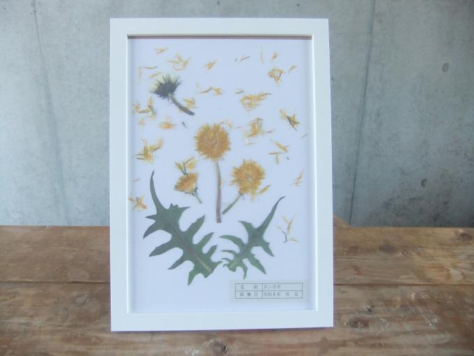 タンポポ押し花写真