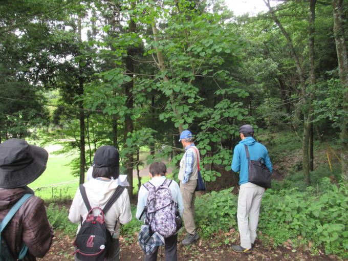 芝川野草の観察
