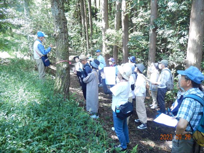明星山野草の観察
