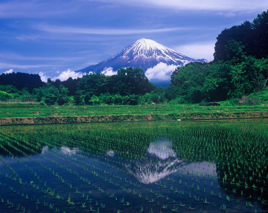 柚野