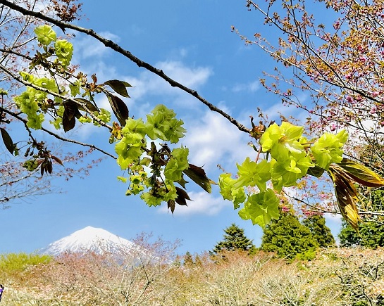御衣黄桜