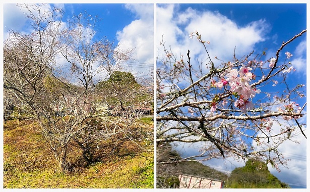 十月桜